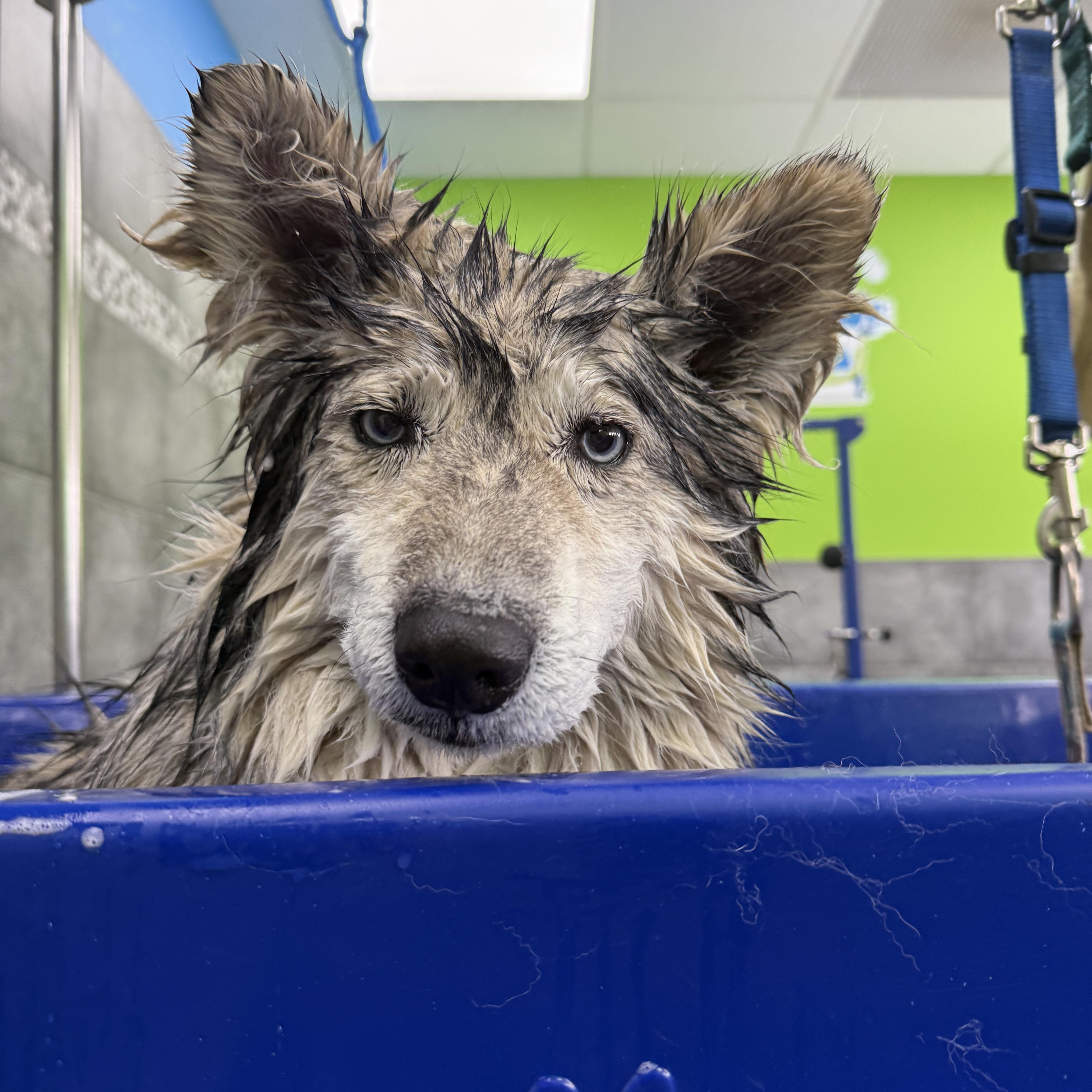 Enlarge Meadow, a ADOPTABLE mixed breed in South Lyon, MI image 3/5