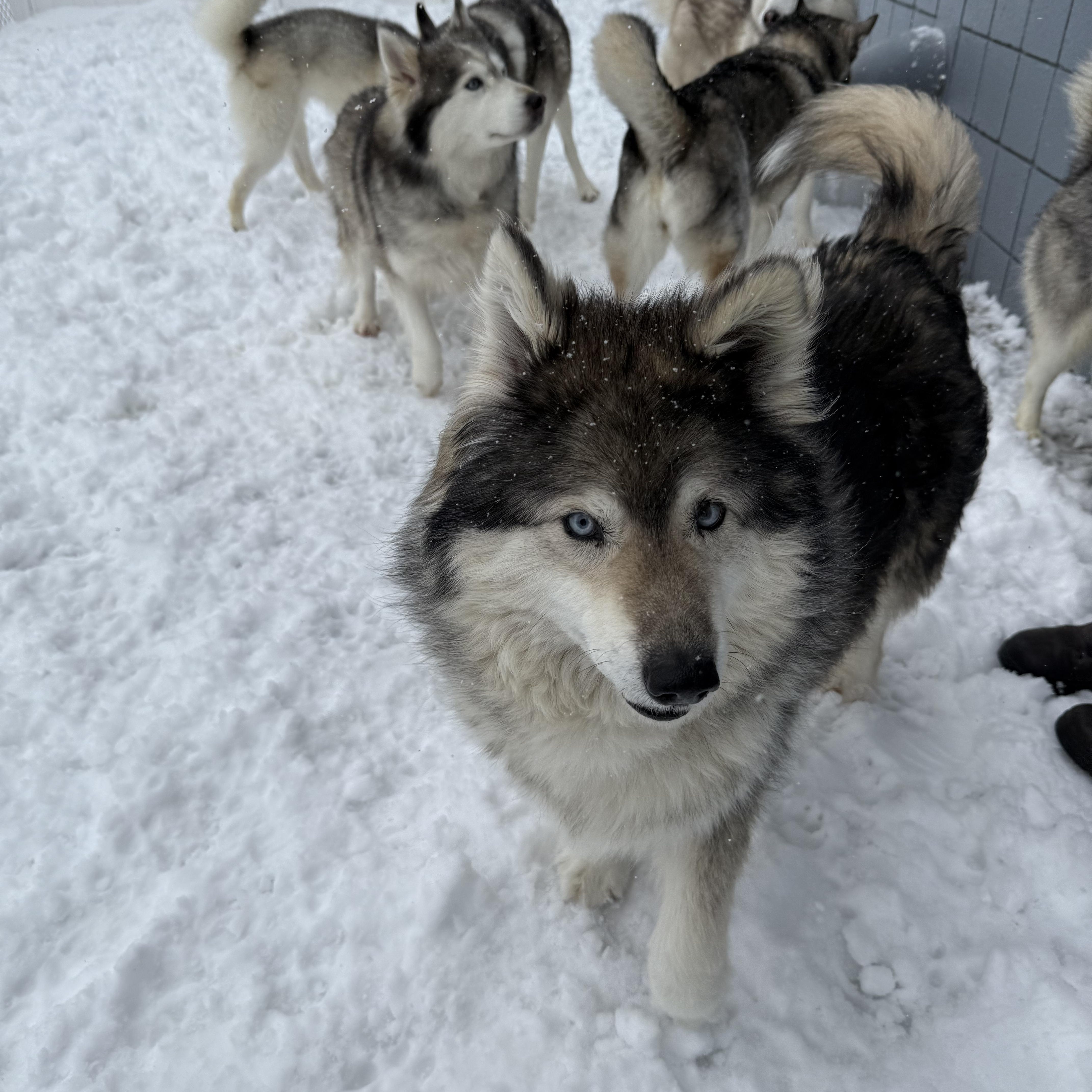 Enlarge Meadow, a ADOPTABLE mixed breed in South Lyon, MI image 4/5