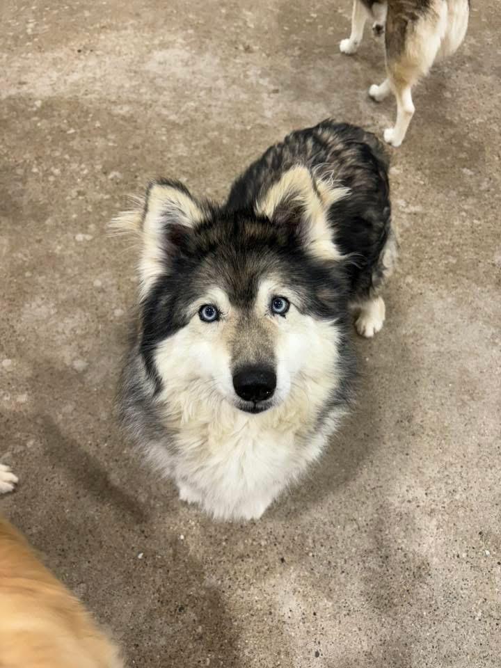 Meadow, ADOPTABLE, Senior Female Husky.