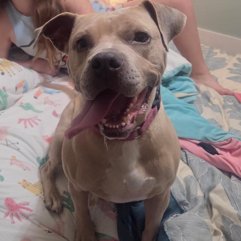 Duchess @ Foster, Adoptable, Adult Female Mixed Breed.