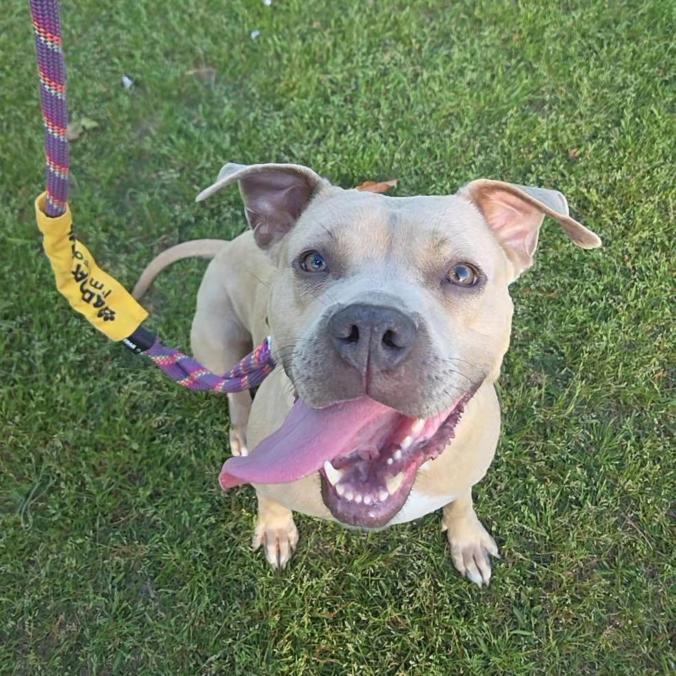 Enlarge Duchess @ Foster, a Adoptable Mixed Breed in Summerville, SC image 2/6