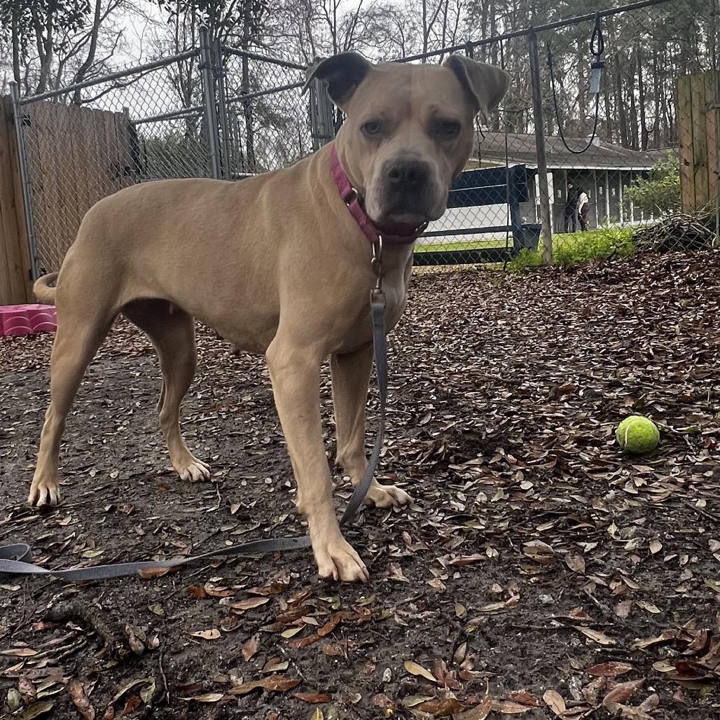 Enlarge Duchess @ Foster, a Adoptable Mixed Breed in Summerville, SC image 4/6