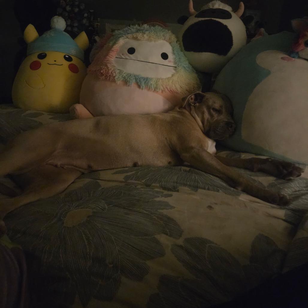 Enlarge Duchess @ Foster, a Adoptable Mixed Breed in Summerville, SC image 5/6