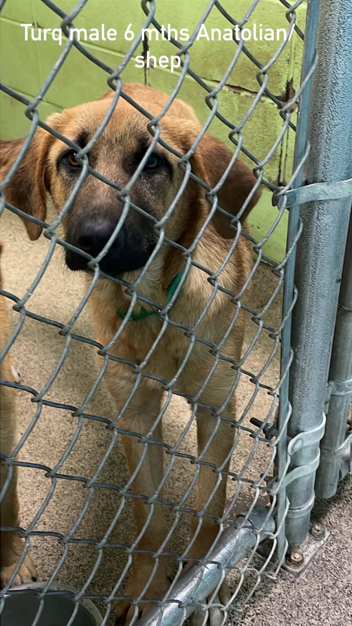 Turq, ADOPTABLE, Young Female Anatolian Shepherd.