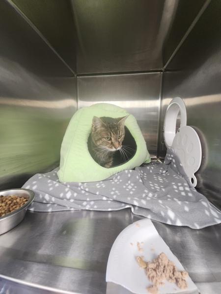 Dandelion, Adoptable, Senior Female Domestic Short Hair.