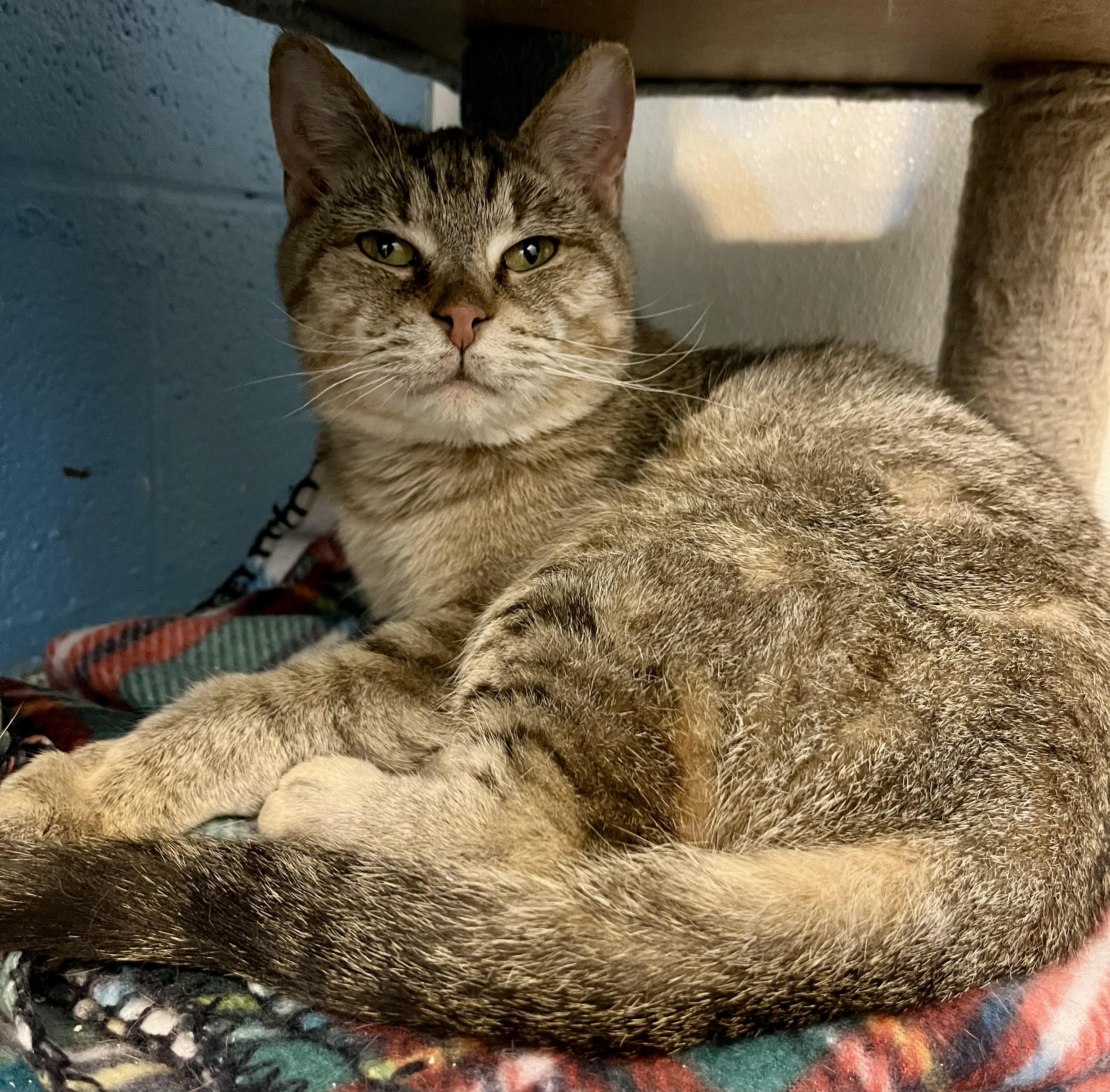 Grumbles, adoptable, Adult Female Domestic Medium Hair.