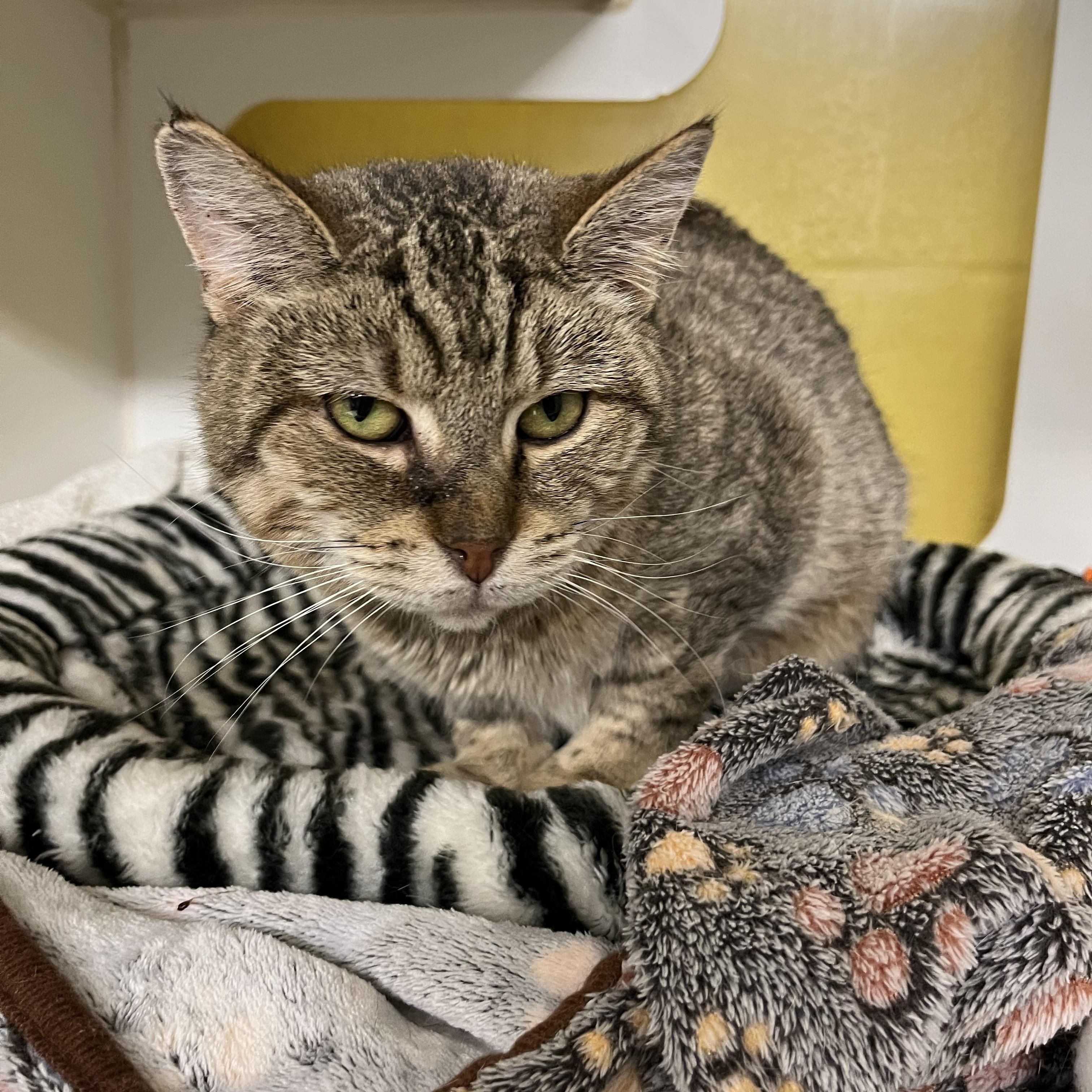 Grumbles, adoptable, Adult Female Domestic Medium Hair.