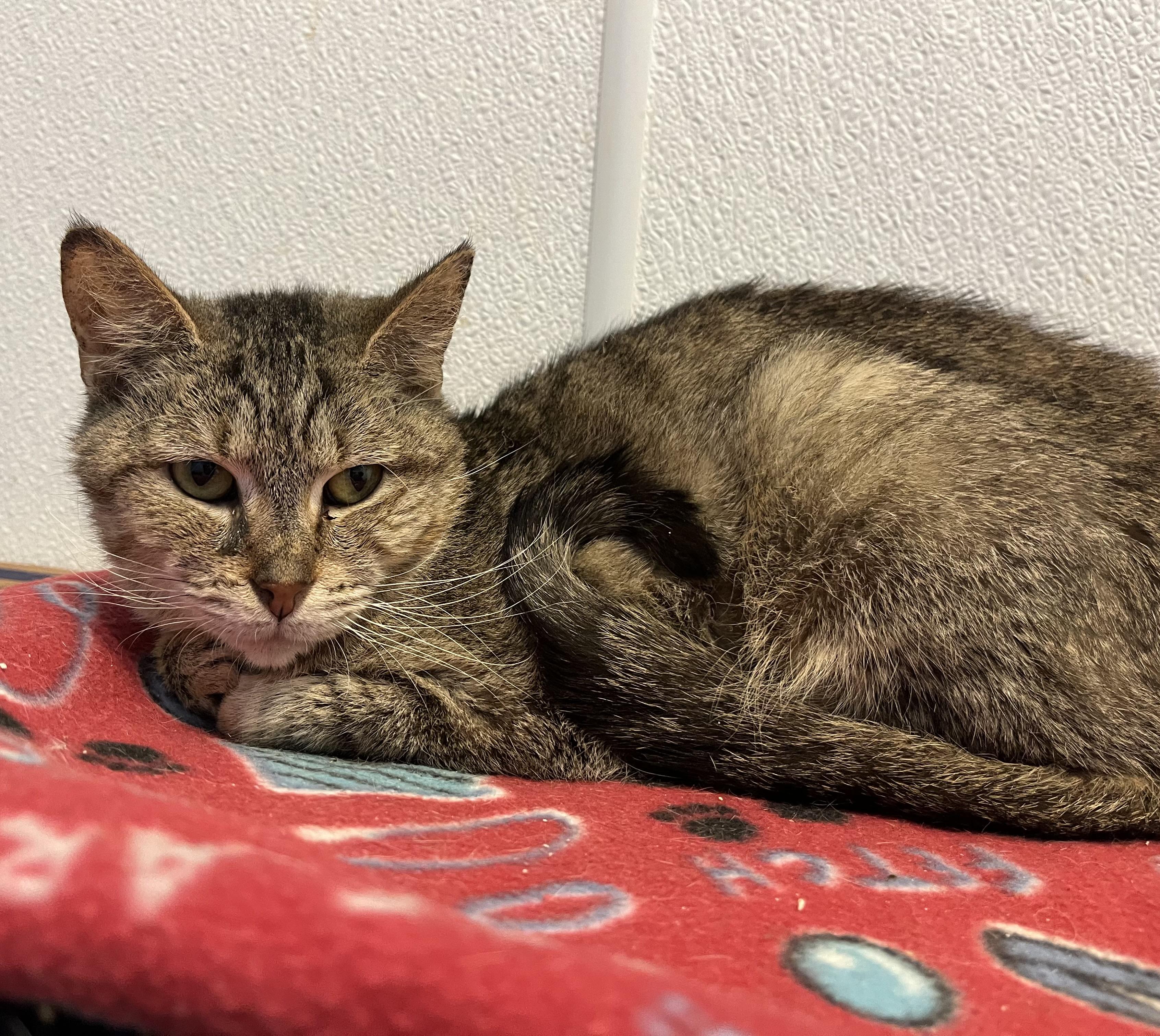 Grumbles thumbnail 2