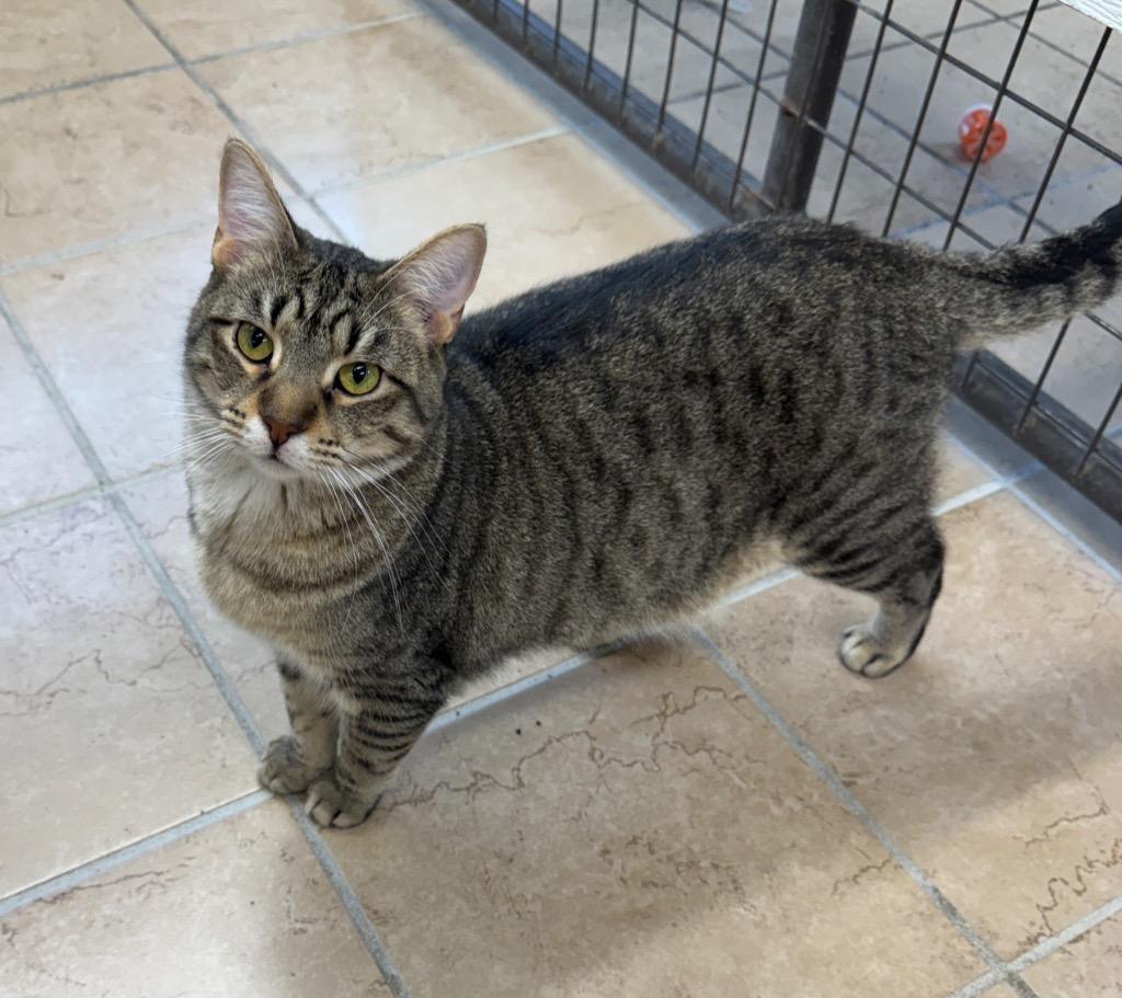 Enlarge Gatsby, a Adoptable mixed breed in Hastings, NE image 1/1