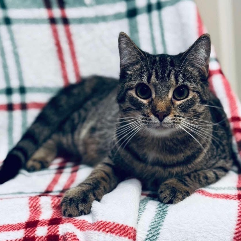 Folsom, a Adoptable mixed breed in Lubbock, TX image 1/2