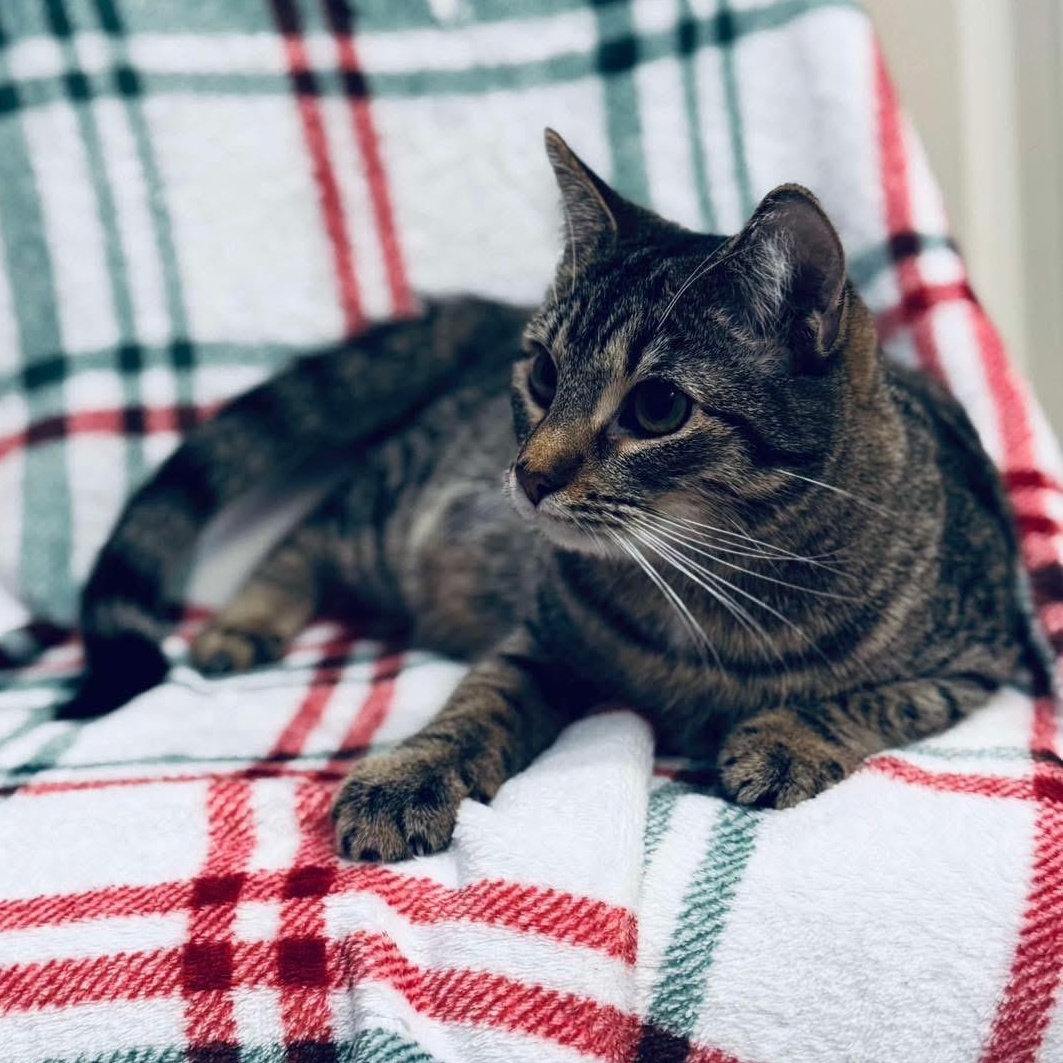 Folsom, a Adoptable mixed breed in Lubbock, TX image 2/2