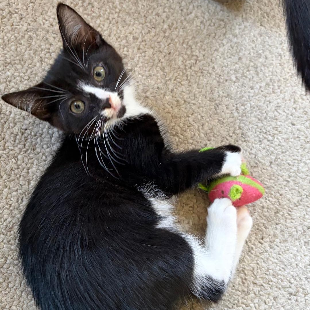 Enlarge Tutu, an adopted Tuxedo in Central Falls, RI image 3/6