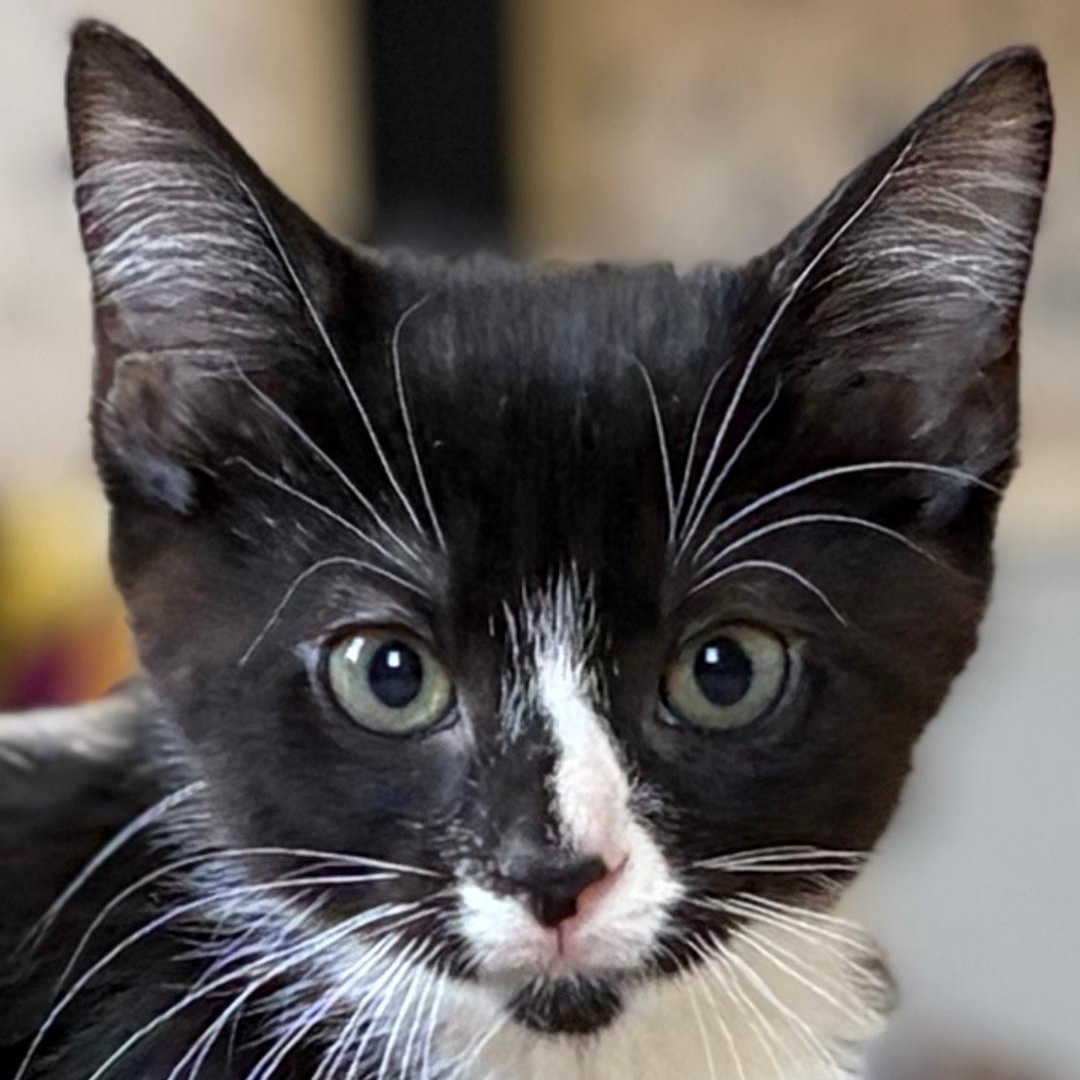 Enlarge Tutu, an adopted Tuxedo in Central Falls, RI image 6/6