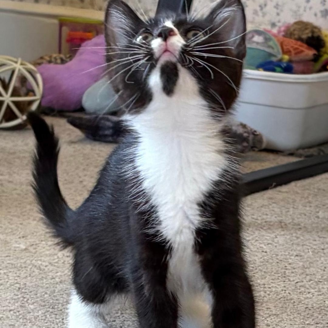 Enlarge Tutu, an adopted Tuxedo in Central Falls, RI image 4/6