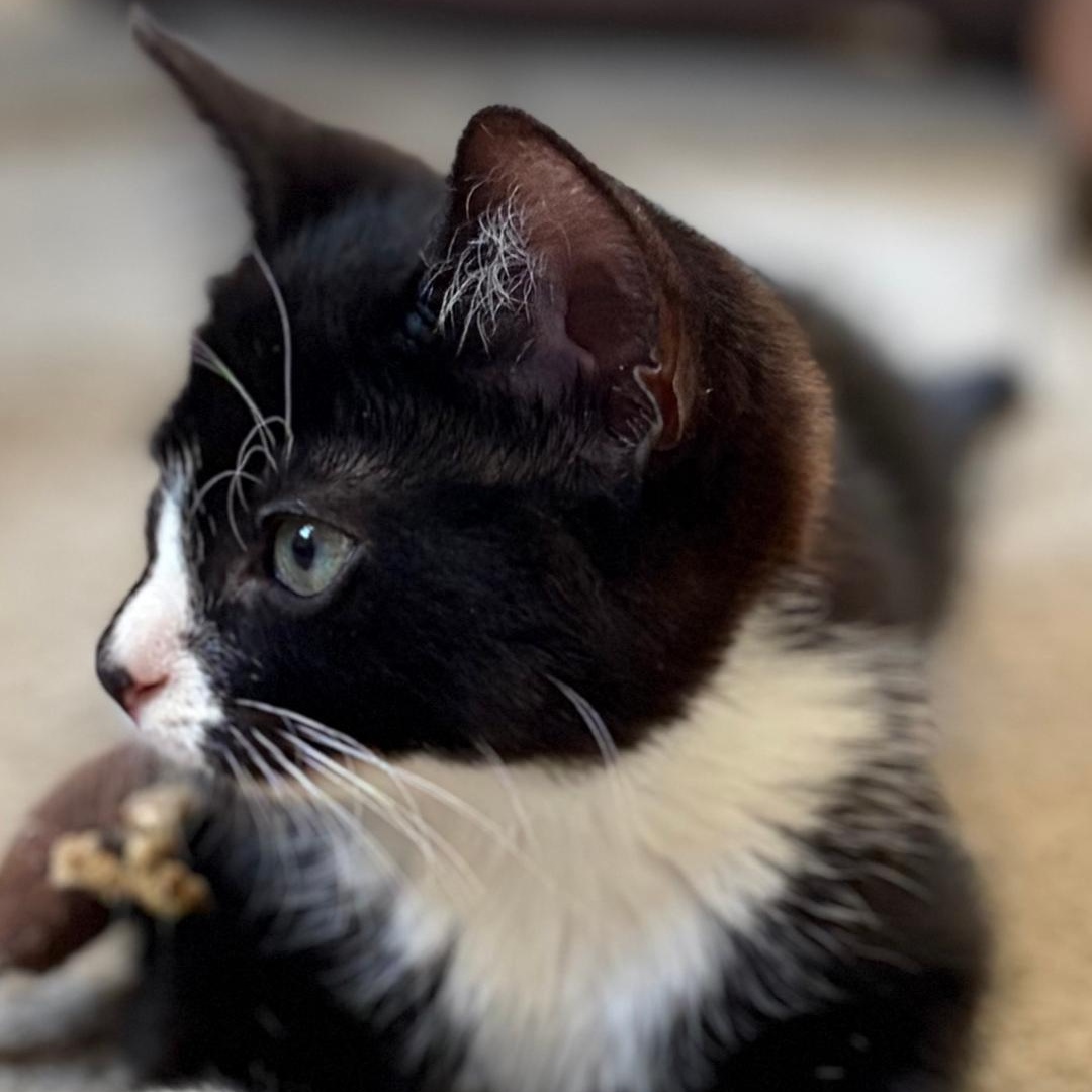 Enlarge Tutu, an adopted Tuxedo in Central Falls, RI image 2/6