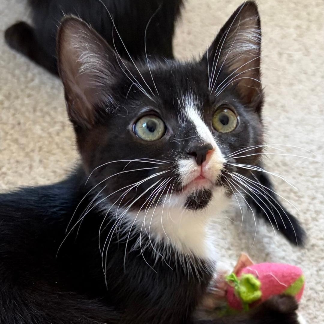 Tutu, adopted, Kitten Female Tuxedo.