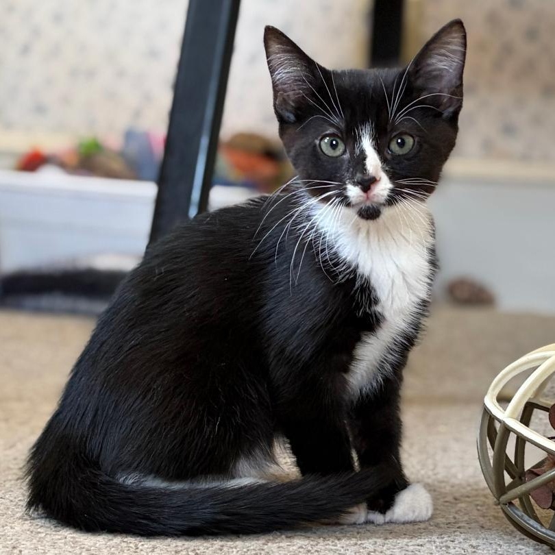 Enlarge Tutu, an adopted Tuxedo in Central Falls, RI image 5/6