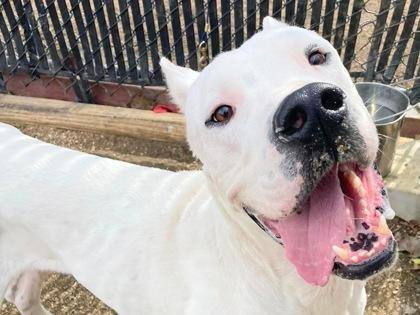 Kane, an adopted Dogo Argentino in Olympia, WA_image-1