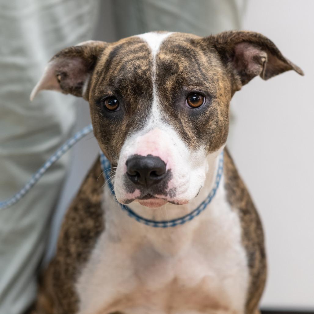 BETH-30049, Adoptable, Adult Female Pit Bull Terrier.