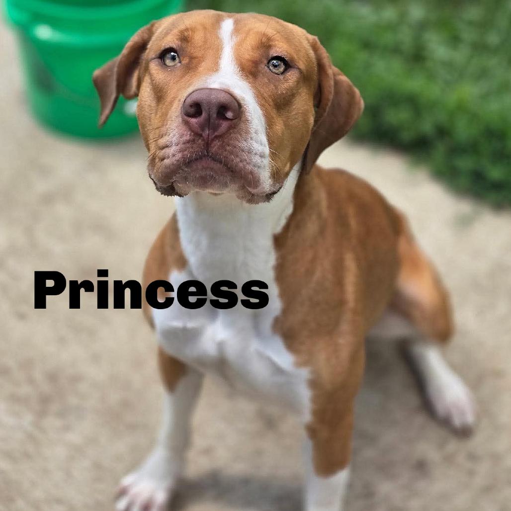 Princess 260365, Adoptable, Adult Female Mixed Breed.
