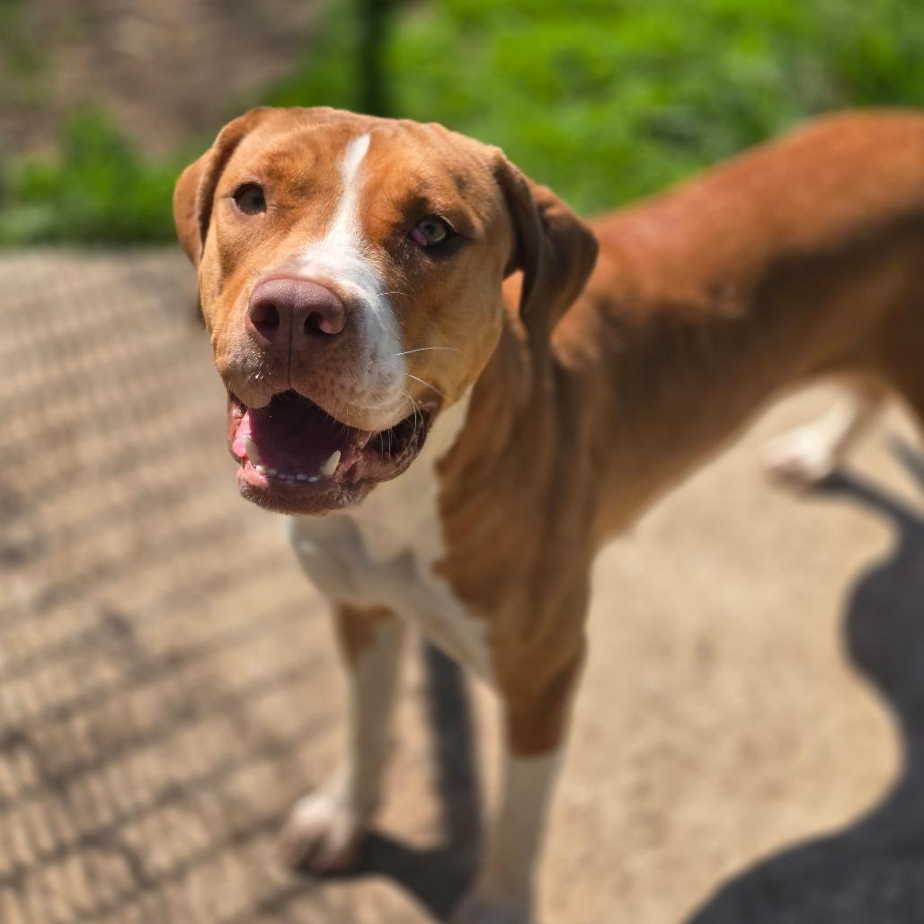 Enlarge Princess 260365, a Adoptable Mixed Breed in Escanaba, MI image 2/3