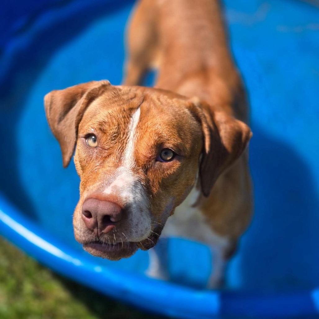 Enlarge Princess 260365, a Adoptable Mixed Breed in Escanaba, MI image 3/3
