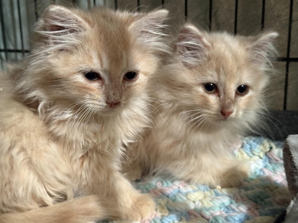 (Majestic Duo), Adopted, Kitten Male Domestic Long Hair.