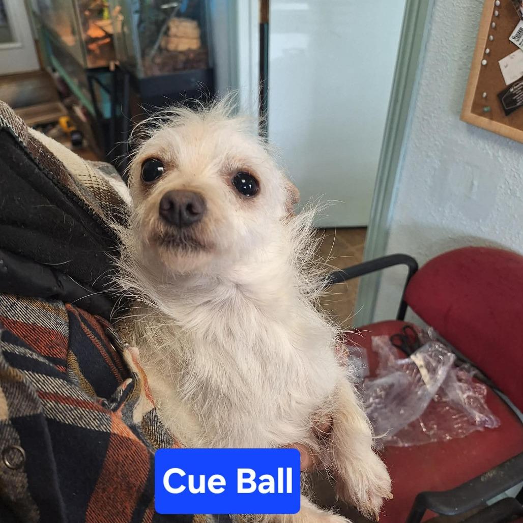 Cue Ball thumbnail 2