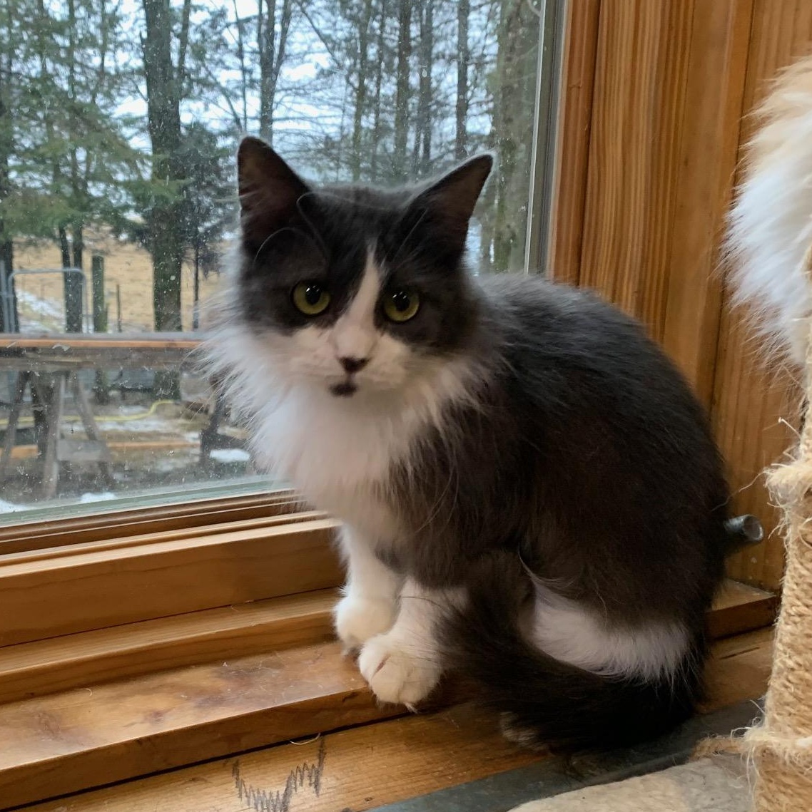 Sophie, an adopted Domestic Medium Hair in Stockholm, WI image 2/3