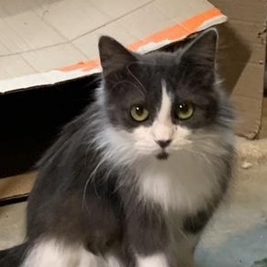 Sophie, an adopted Domestic Medium Hair in Stockholm, WI image 3/3
