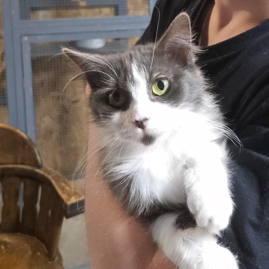 Sophie, an adopted Domestic Medium Hair in Stockholm, WI image 1/3