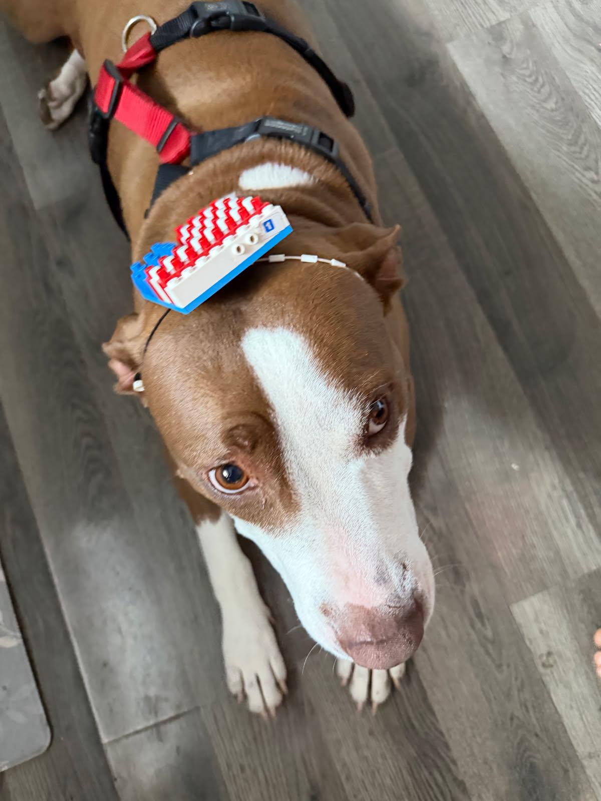 Barbie, Adoptable, Adult Female Pit Bull Terrier.