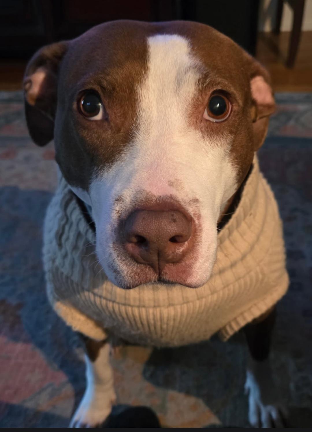 Enlarge Barbie, a Adoptable Pit Bull Terrier in merrillville, IN image 2/4