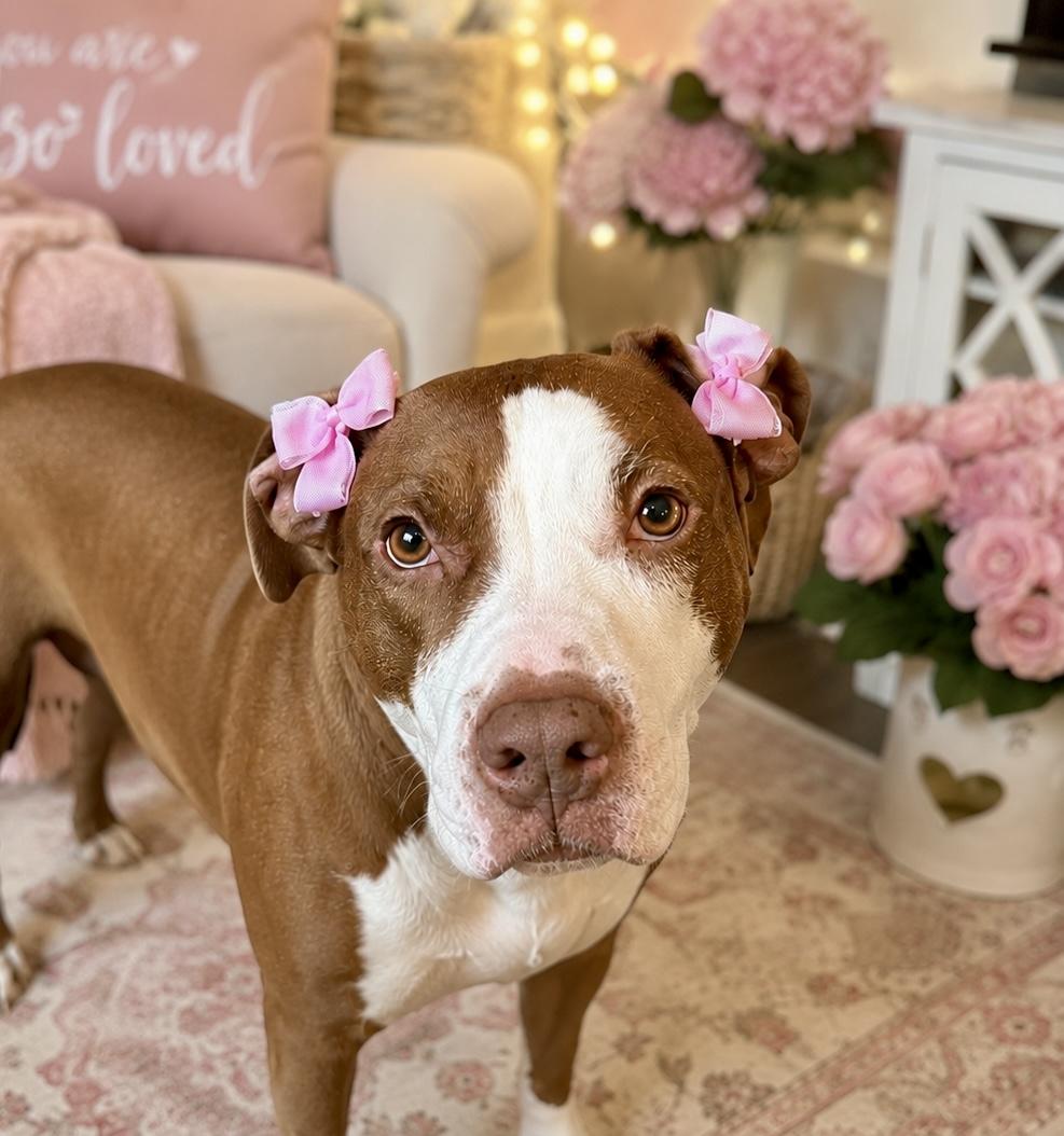 Enlarge Barbie, a Adoptable Pit Bull Terrier in merrillville, IN image 4/4