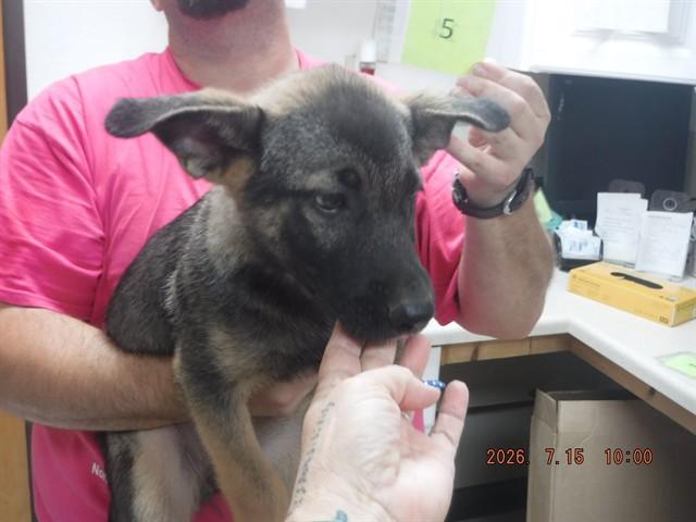 PUP5, Adoptable, Puppy Female Belgian Shepherd / Malinois & Mixed Breed.