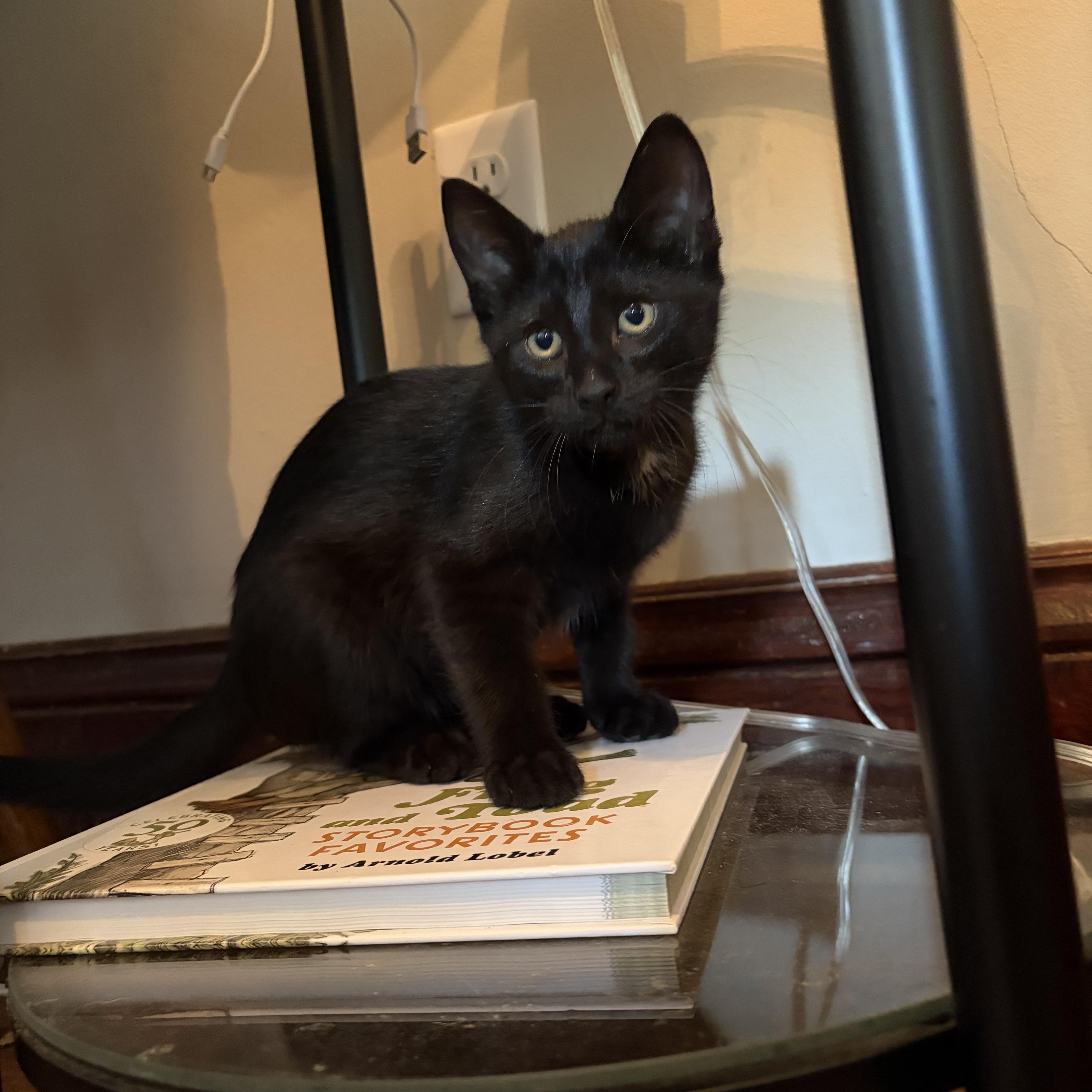 Pancake, Adoptable, Kitten Male Domestic Short Hair.