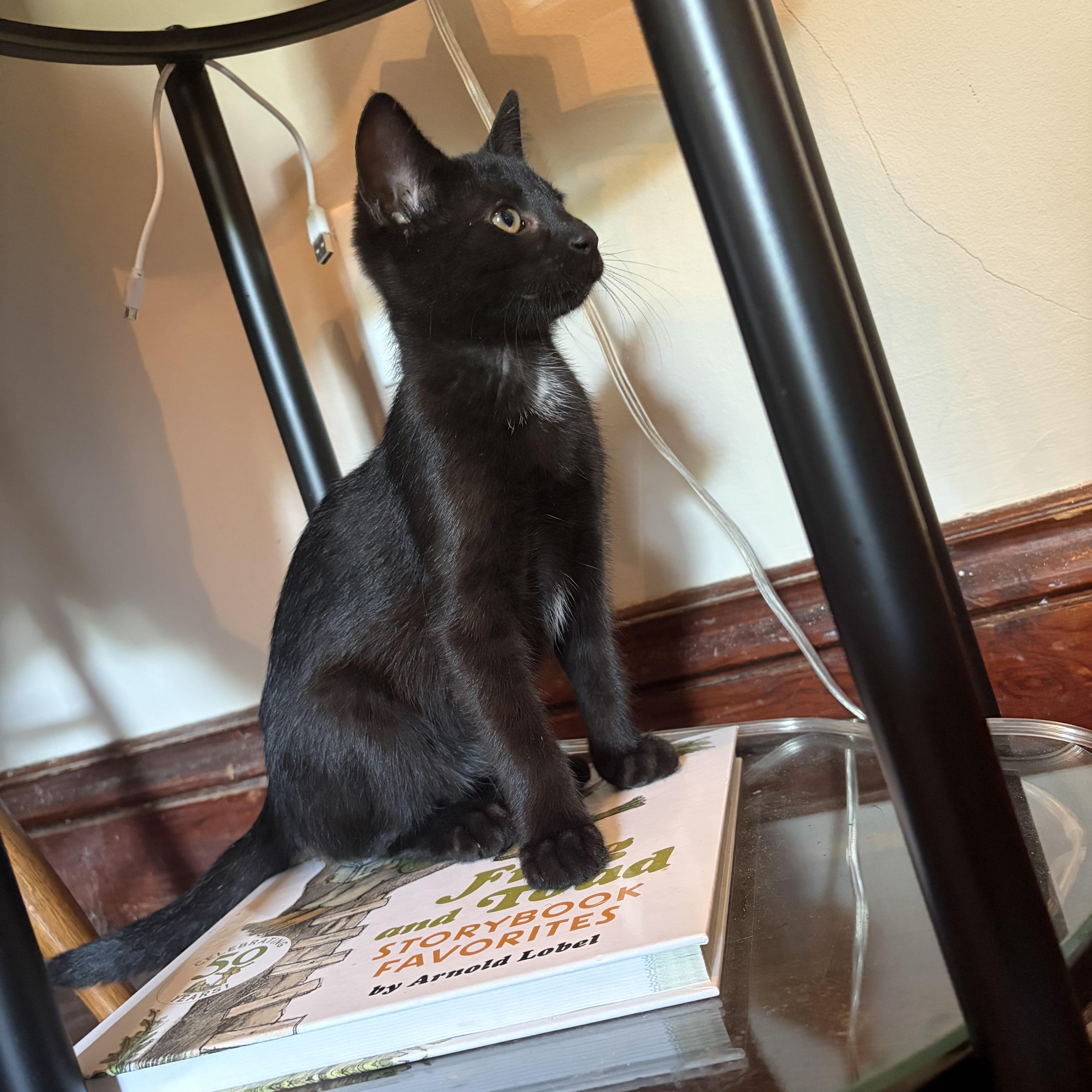 Enlarge Pancake, a Adoptable Domestic Short Hair in Amboy, IL image 3/3
