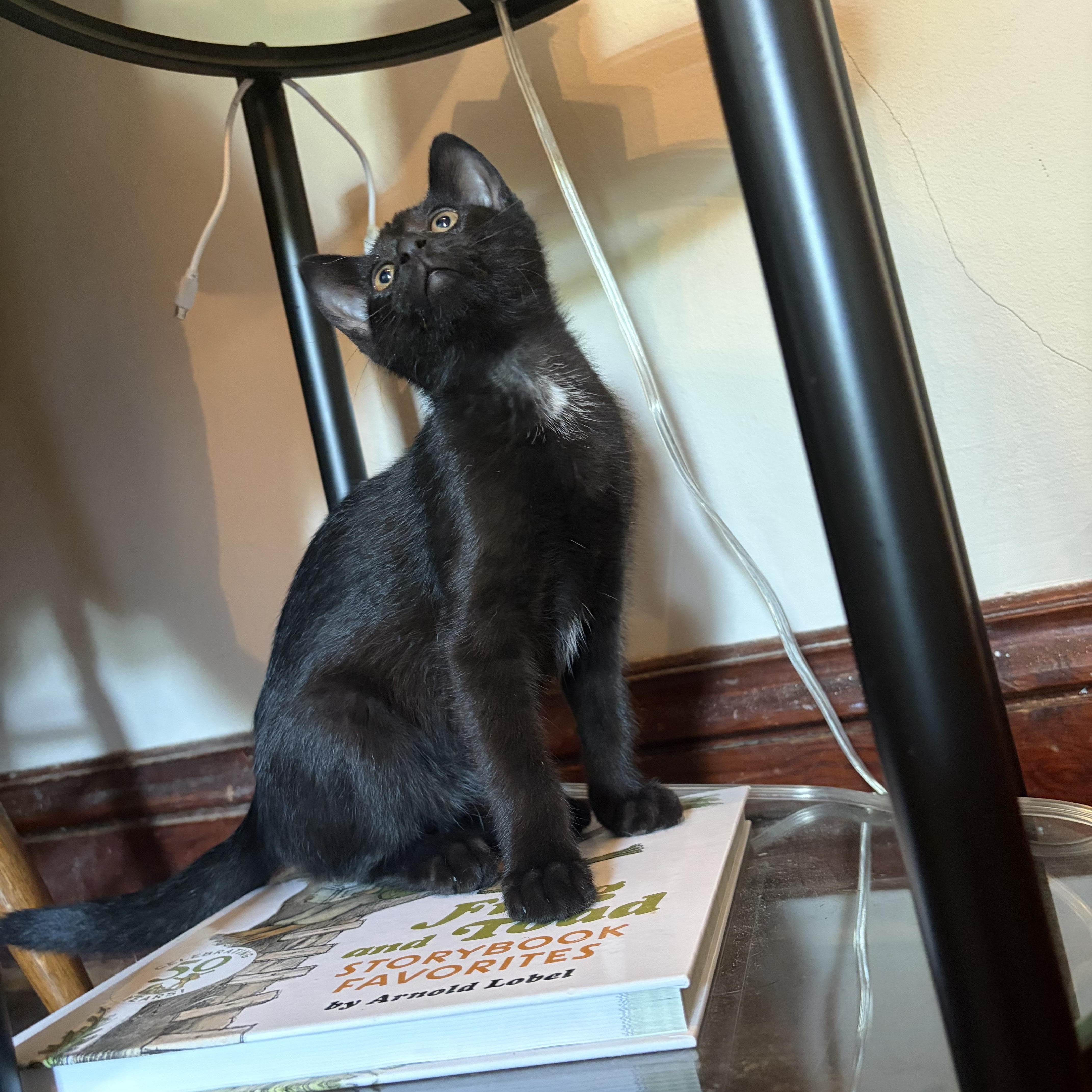 Enlarge Pancake, a Adoptable Domestic Short Hair in Amboy, IL image 2/3