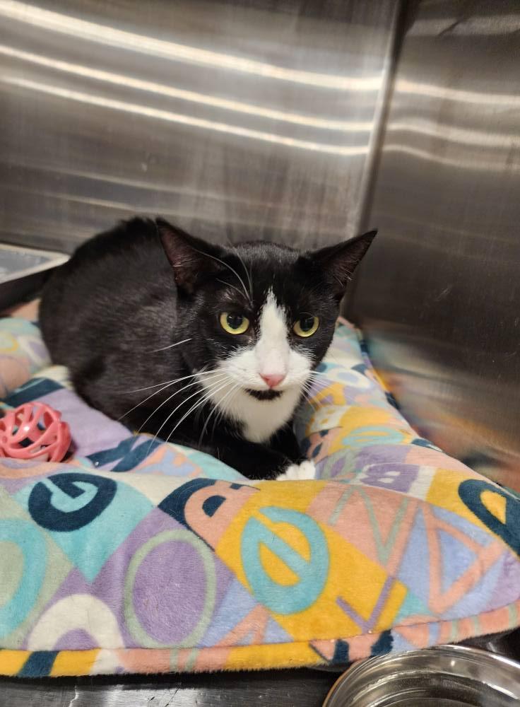 Enlarge Miss Boots, a Adoptable Domestic Short Hair in Fulton, NY image 3/5