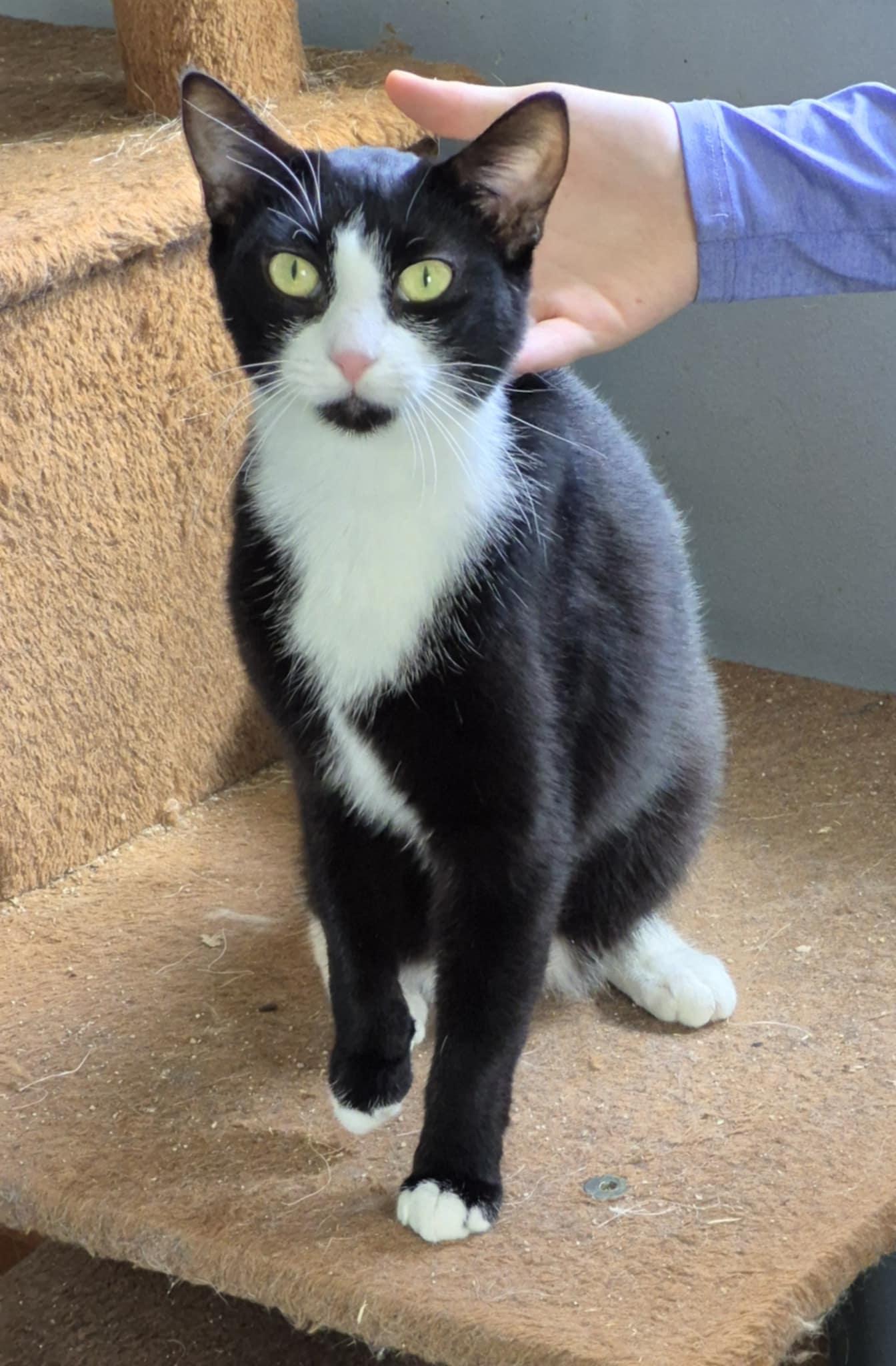 Enlarge Miss Boots, a Adoptable Domestic Short Hair in Fulton, NY image 4/5