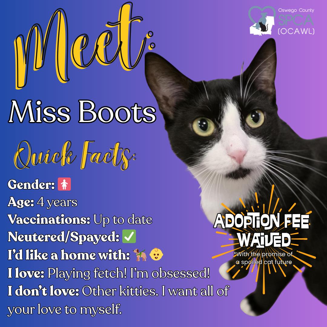 Miss Boots, Adoptable, Adult Female Domestic Short Hair.