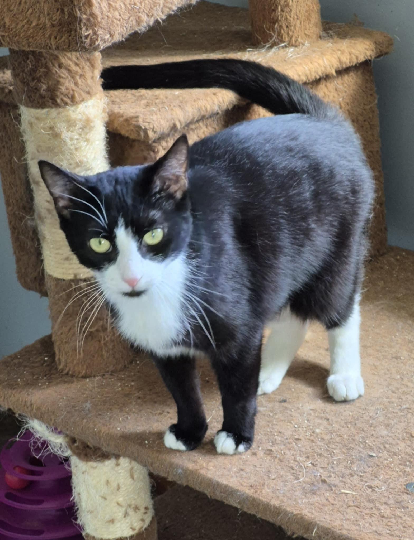 Enlarge Miss Boots, a Adoptable Domestic Short Hair in Fulton, NY image 5/5