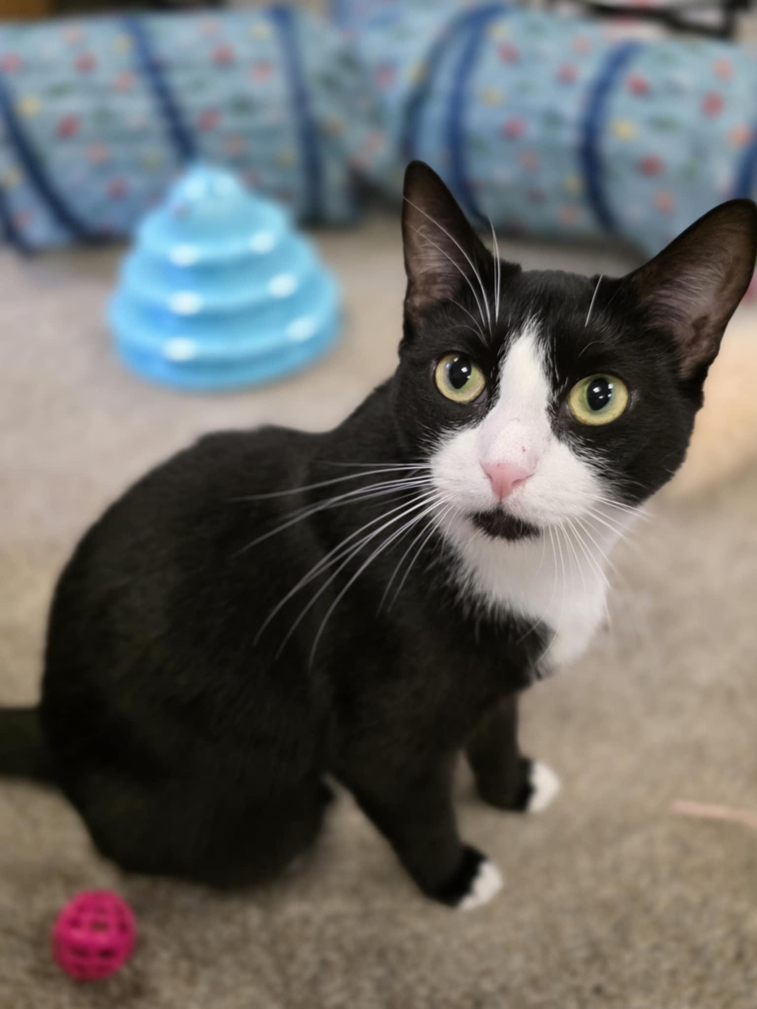 Enlarge Miss Boots, a Adoptable Domestic Short Hair in Fulton, NY image 2/5