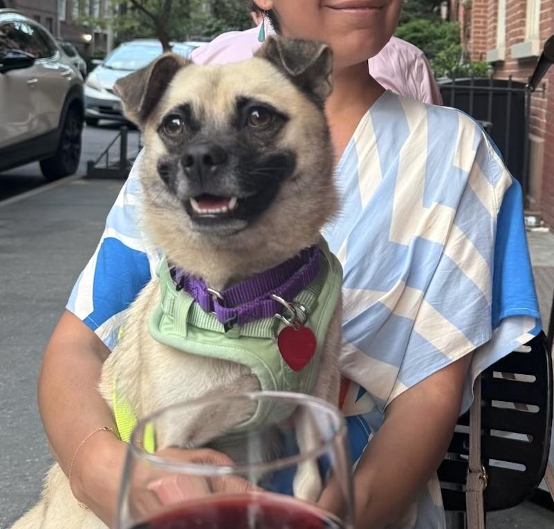 Thanos, a ADOPTABLE mixed breed in Brooklyn, NY image 2/6