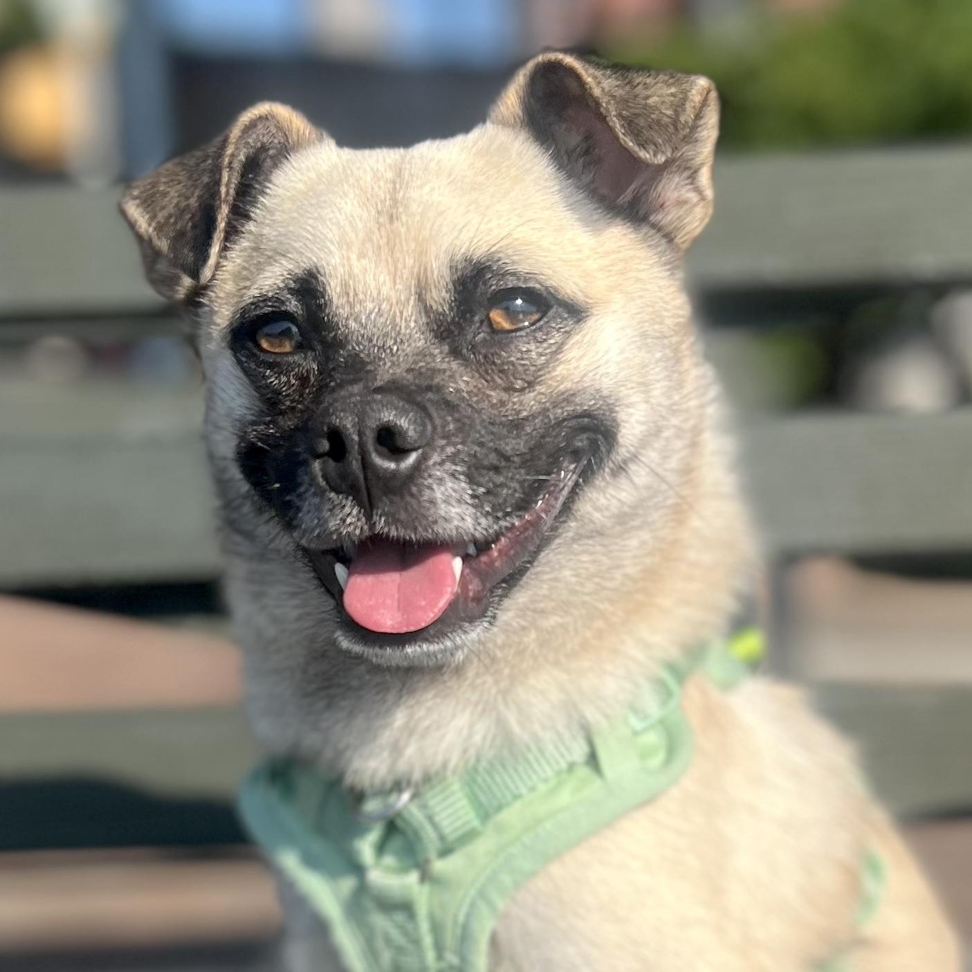 Thanos, a ADOPTABLE mixed breed in Brooklyn, NY image 4/6