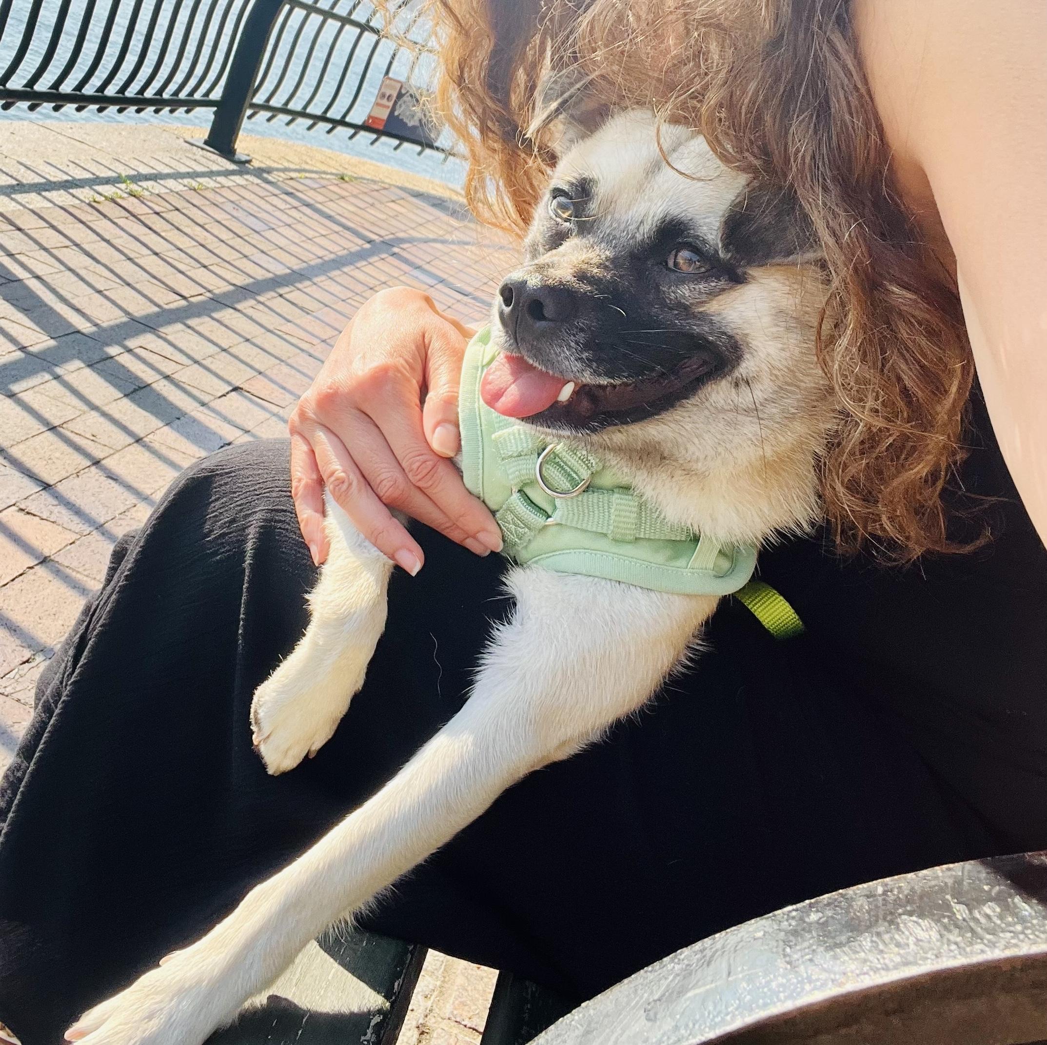 Thanos, a ADOPTABLE mixed breed in Brooklyn, NY image 5/6