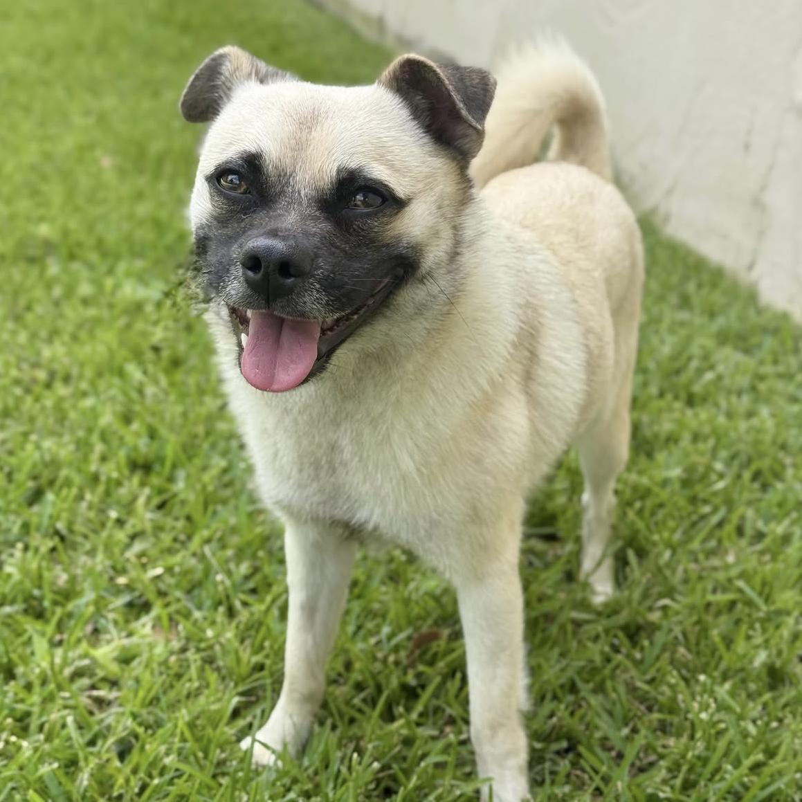 Thanos, ADOPTABLE, Young Male Pug.