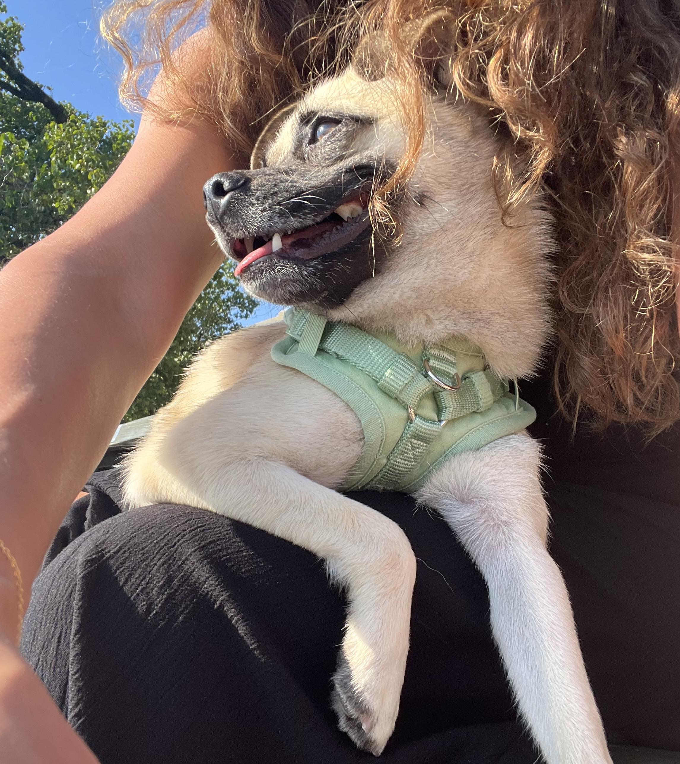 Thanos, a ADOPTABLE mixed breed in Brooklyn, NY image 6/6