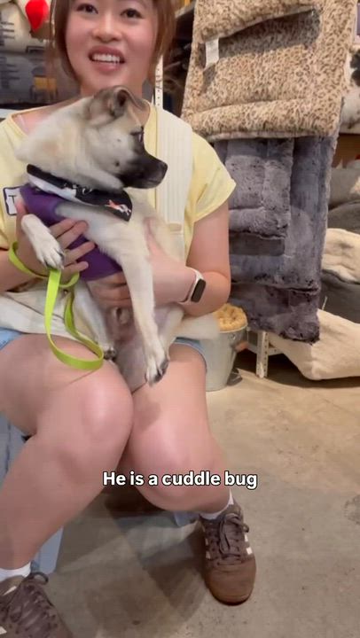 Enlarge Thanos, a ADOPTABLE mixed breed in Brooklyn, NY video 3/6