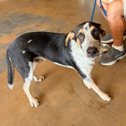Enlarge Hal, a Adopted Australian Cattle Dog / Blue Heeler in Denison, TX image 1/5